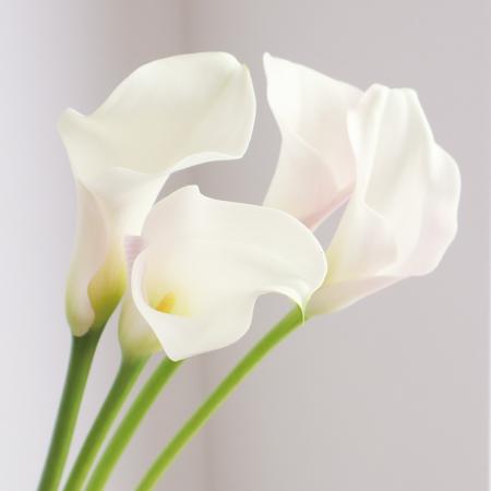 【直前】カラー　白(キャプテンベンチュラなど)30cm程度【OT】【生花】