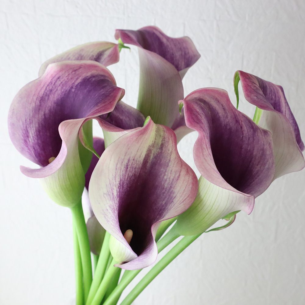 生花 カラー キャプテンプロミス 紫系 50cm程度 Ot 通販 はなどんやアソシエ 生花 カラー キャプテンプロミス 紫系 50cm程度 Ot 通販 はなどんやアソシエ