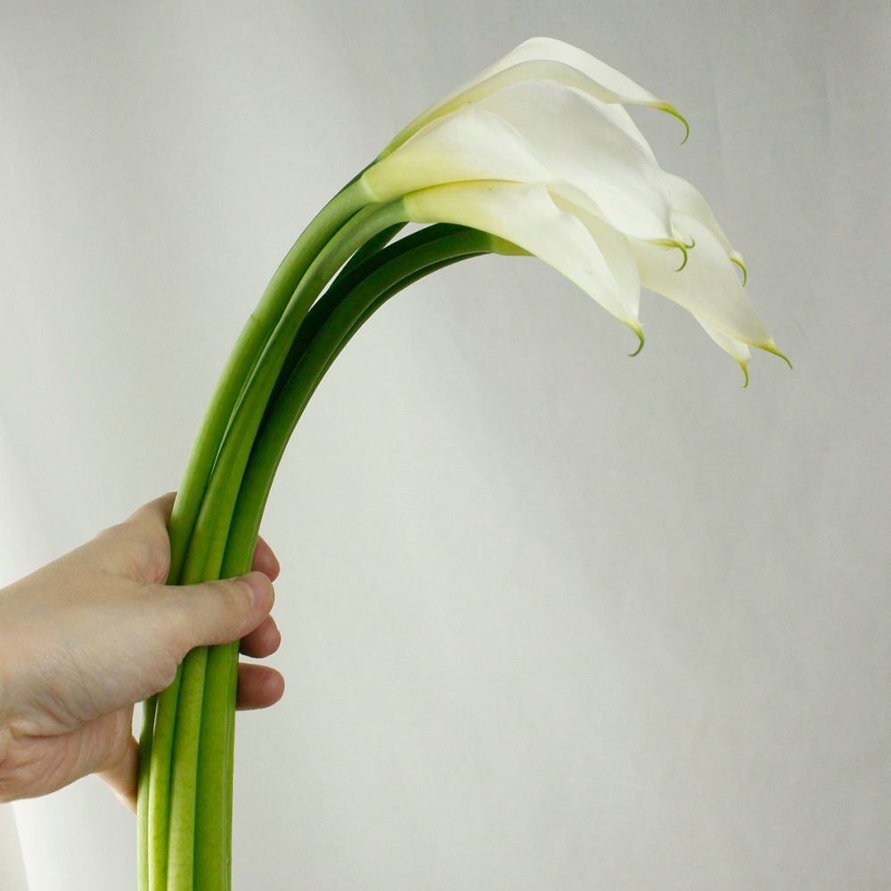 生花 カラー 風花 白 50cm程度 Ita 入荷少 通販 はなどんやアソシエ 生花 カラー 風花 白 50cm程度 Ita 入荷少 通販 はなどんやアソシエ