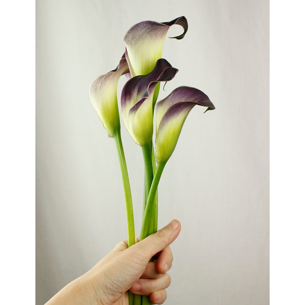 生花 カラー ナッシュビル 紫 白複色 通販 はなどんやアソシエ 生花 カラー ナッシュビル 紫 白複色 通販 はなどんやアソシエ