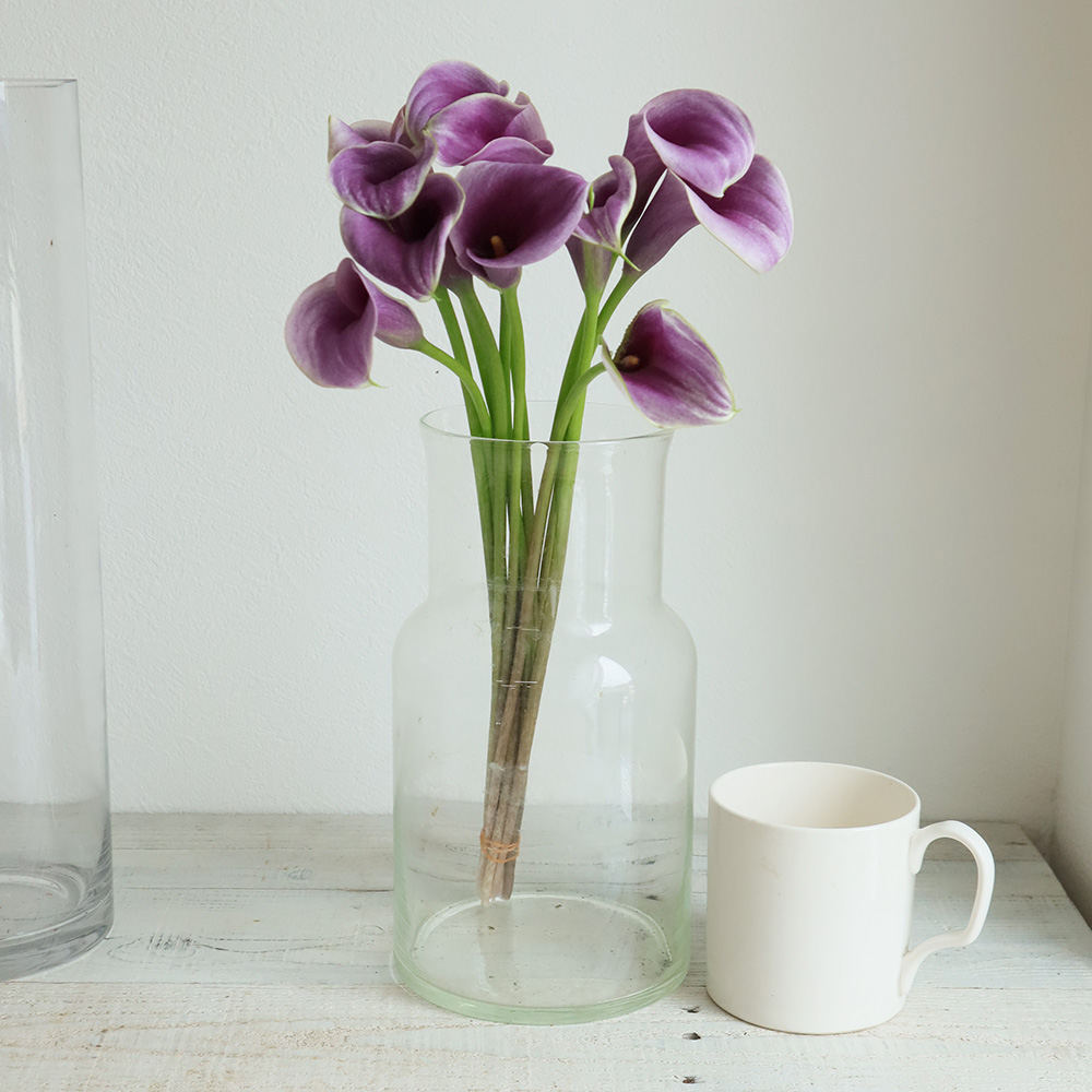 【生花】カラー　エアーブラッシュ(紫×クリーム複色)40cm 程度【OT】