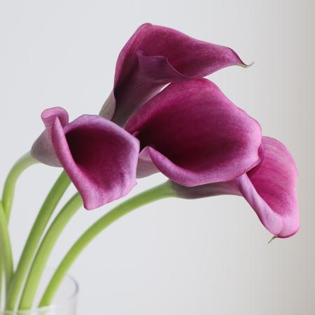 【直前】カラー　ダーバン(紫系)40cm～会津ほか