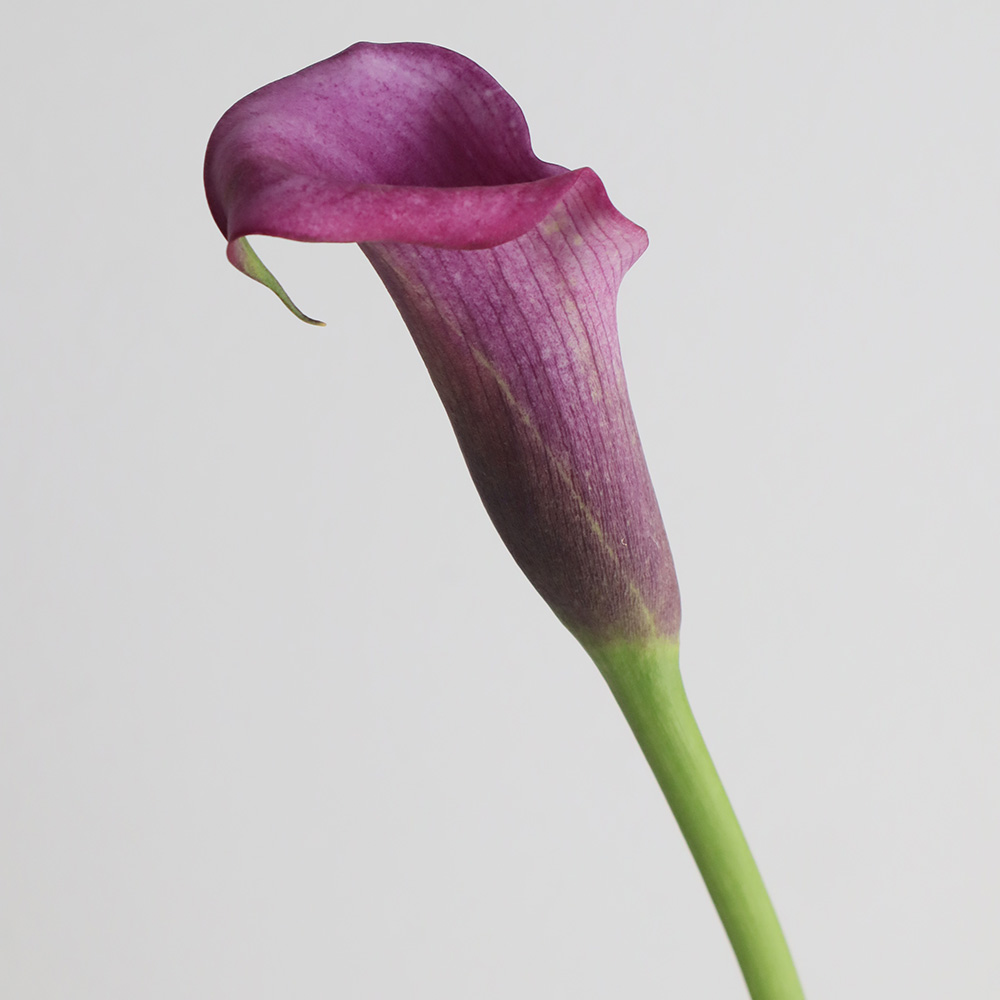 【直前】カラー　ダーバン(紫系)40cm～会津ほか