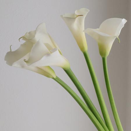 【生花】カラーMINI(白)50cm【OT】千葉県