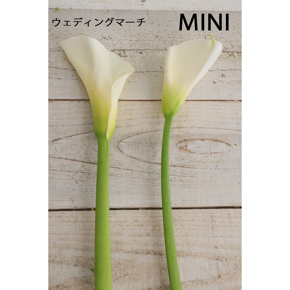 生花】カラーMINI(白)50cm【OT】千葉県 - 花材通販はなどんやアソシエ
