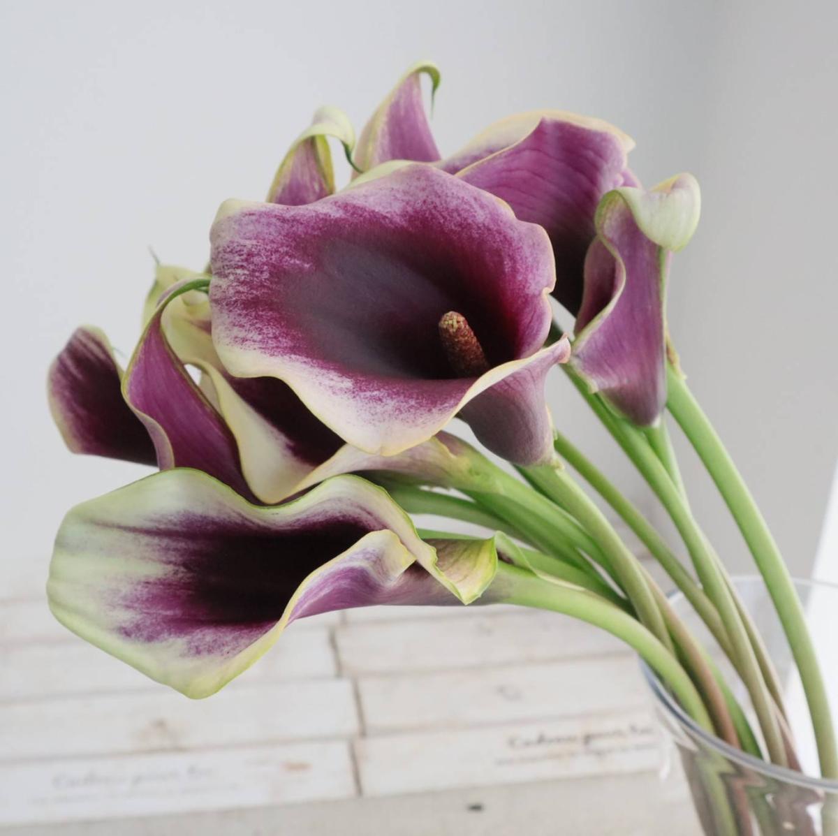 生花】カラー ドバイの夜 (複色)40cm 【OT】 - 花材通販はなどんやアソシエ