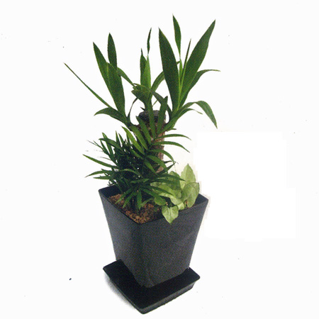【送料無料・産地直送】ユッカ寄せ植え(SY-3)
