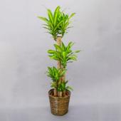 生花/直送】観葉植物 幸福の木 ドラセナ・マッサンギアナ 10号鉢