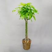 送料無料】【生花/直送】観葉植物 パキラ 10号鉢 ※北海道、九州