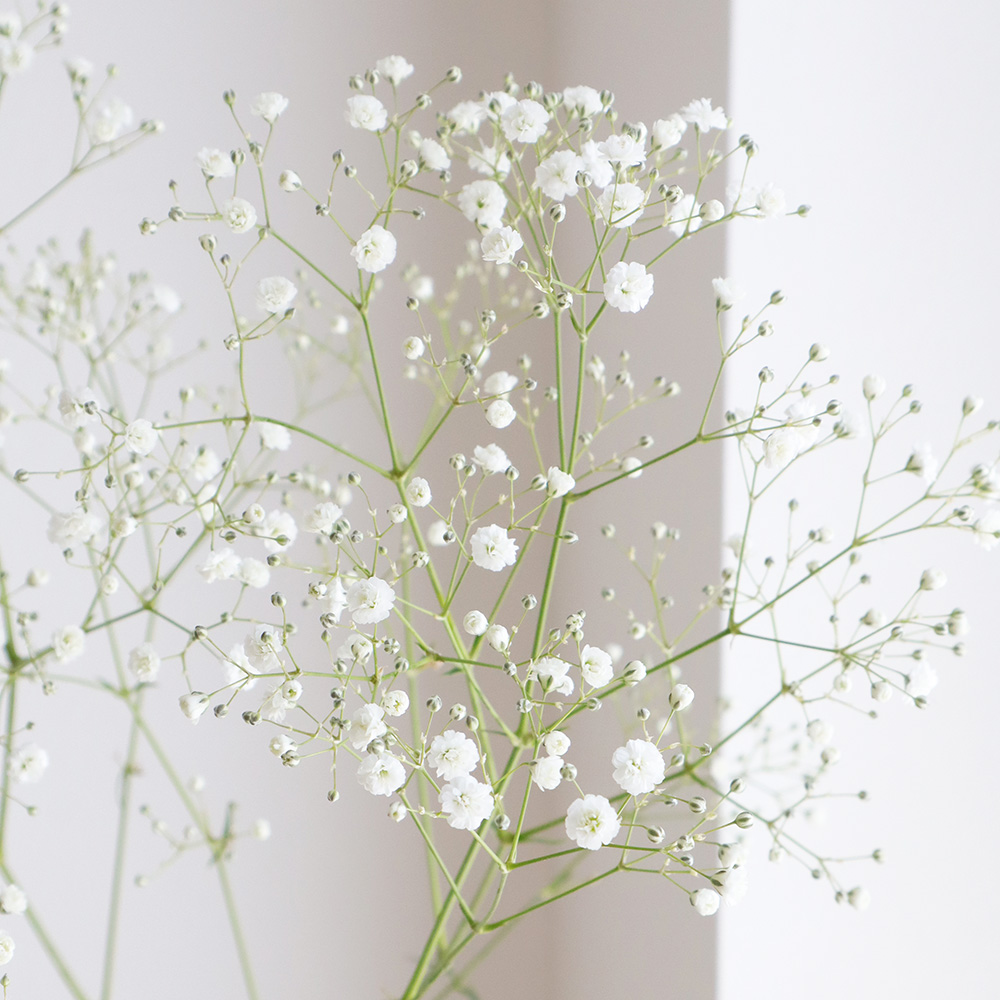 生花 カスミ草 2lサイズ ペールスターなど Ita 25 通販 はなどんやアソシエ 生花 カスミ草 2lサイズ ペールスターなど Ita 25 通販 はなどんやアソシエ