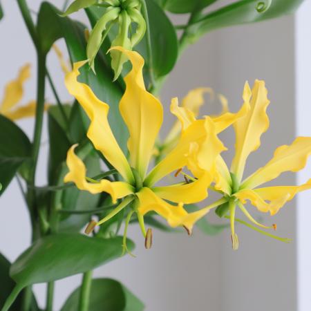【生花】グロリオサつまみ(黄色)40cm-