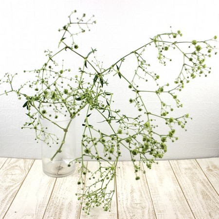 生花】カスミ草 2Lサイズ グリーン(アマゾネスなど大輪系)【OT