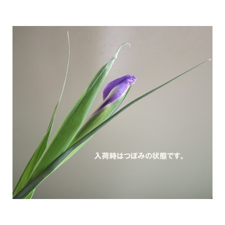 生花 アイリス 青 50cm 商品説明お読みください 通販 はなどんやアソシエ