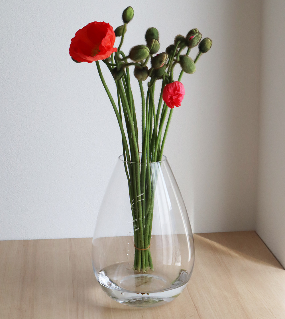 直前 ポピー ミックス 1束約本入り 茎折れ保障対象外 生花 通販 はなどんやアソシエ 直前 ポピー ミックス 1束約本入り 茎折れ保障対象外 生花 通販 はなどんやアソシエ