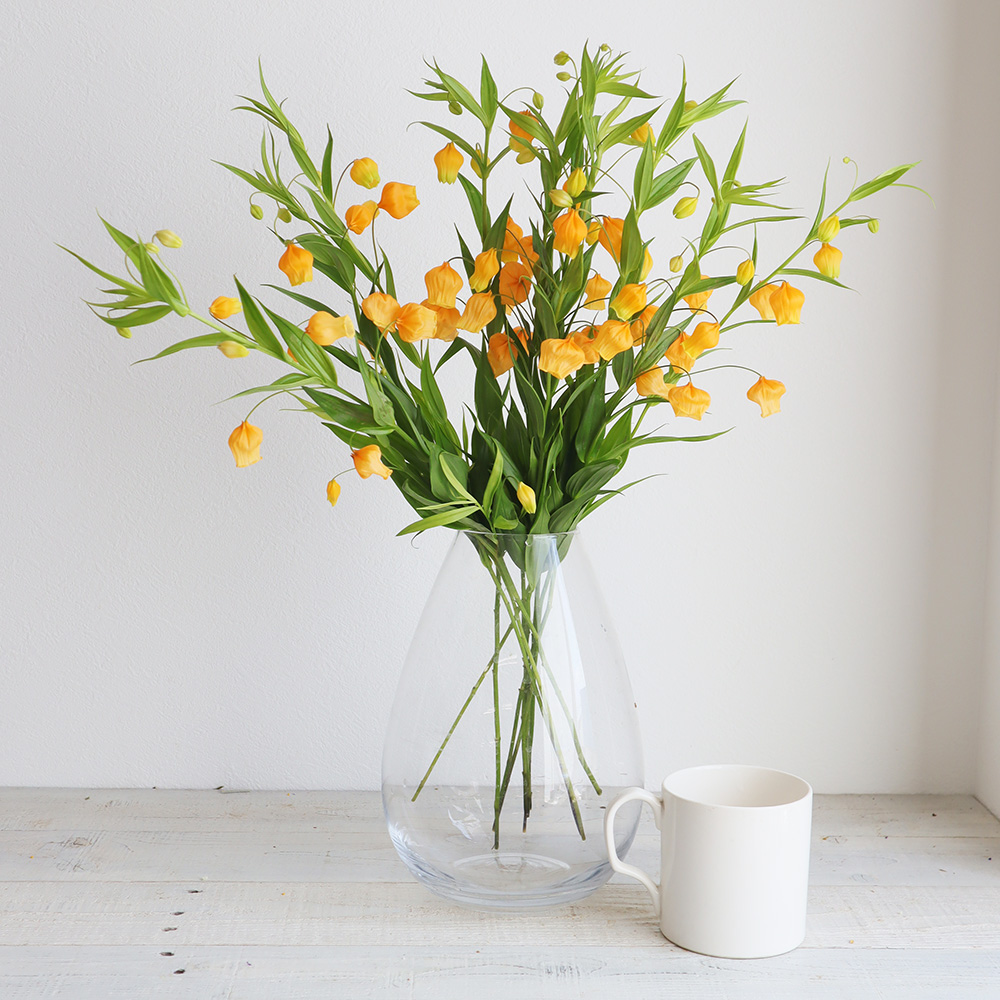 生花 サンダーソニア オレンジ 60cm程度 入荷少 Ot 通販 はなどんやアソシエ 生花 サンダーソニア オレンジ 60cm程度 入荷少 Ot 通販 はなどんやアソシエ