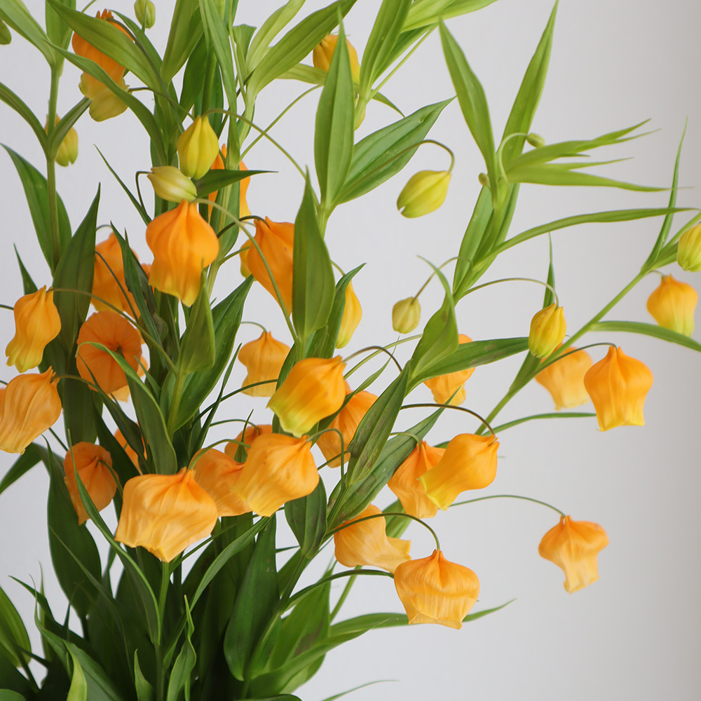 生花 サンダーソニア オレンジ 60cm程度 入荷少 Ot 通販 はなどんやアソシエ 生花 サンダーソニア オレンジ 60cm程度 入荷少 Ot 通販 はなどんやアソシエ