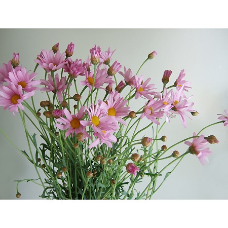 生花 マーガレット ピンク系おまかせ ブライダルピンクなど 通販 はなどんやアソシエ 生花 マーガレット ピンク系おまかせ ブライダルピンクなど 通販 はなどんやアソシエ