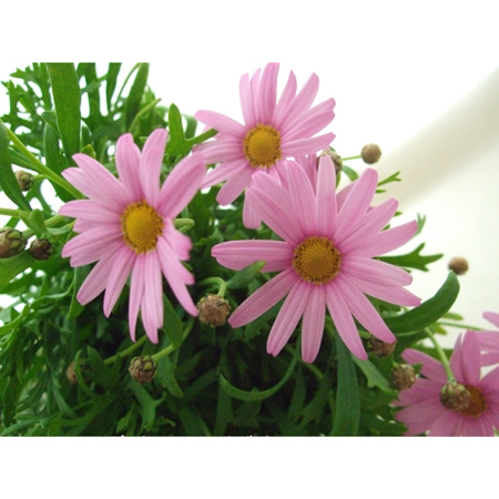 生花 マーガレット ピンク系おまかせ ブライダルピンクなど 通販 はなどんやアソシエ 生花 マーガレット ピンク系おまかせ ブライダルピンクなど 通販 はなどんやアソシエ