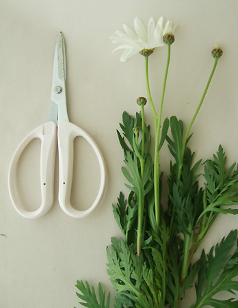 生花 マーガレット 白 在来 伊豆マグ 通販 はなどんやアソシエ 生花 マーガレット 白 在来 伊豆マグ 通販 はなどんやアソシエ