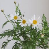 マーガレット商品です 園芸ネット本店｜マーガレット：2色寄せ5号スクエア鉢植え（花色