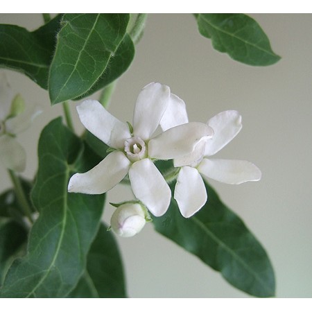 直前1017 ホワイトスター ピントホワイトダブル 八重咲 通販 はなどんやアソシエ 直前1017 ホワイトスター ピントホワイトダブル 八重咲 通販 はなどんやアソシエ