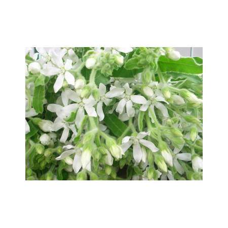 直前1017 ホワイトスター ピントホワイトダブル 八重咲 通販 はなどんやアソシエ 直前1017 ホワイトスター ピントホワイトダブル 八重咲 通販 はなどんやアソシエ