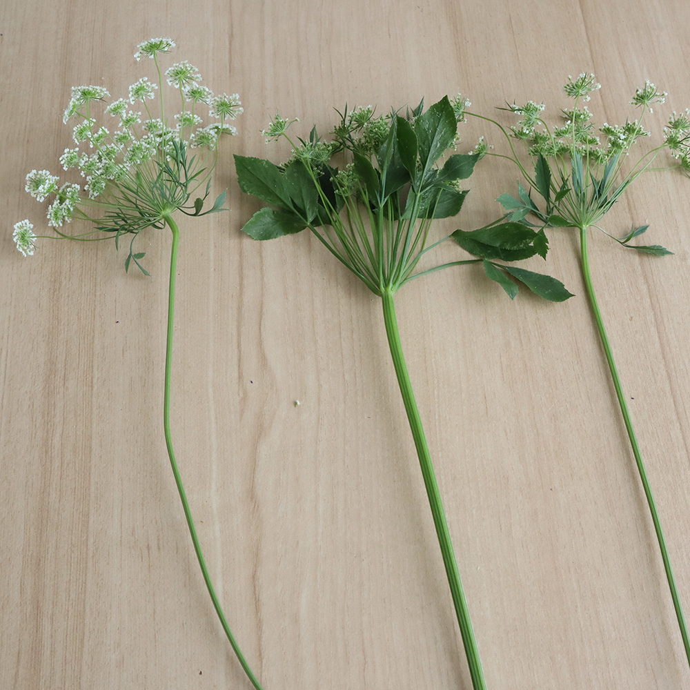 生花 ホワイトレース一輪タイプ 白 30cm Ot 通販 はなどんやアソシエ 生花 ホワイトレース一輪タイプ 白 30cm Ot 通販 はなどんやアソシエ