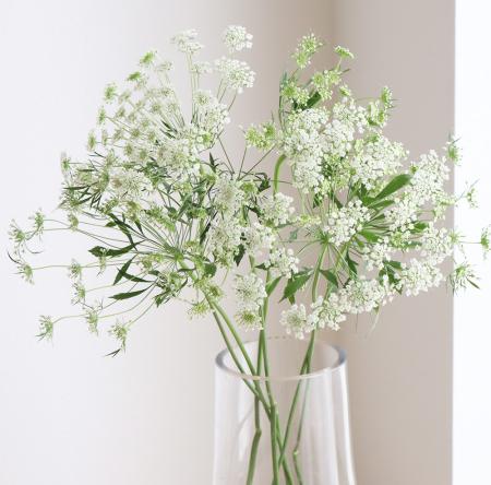 【生花】金井園芸のホワイトレース　ロングサイズ　70cm　【早締切-22】