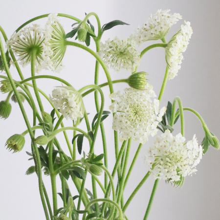 【直前!】30cm程度 ブルーレース(白)※開花一輪つき