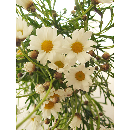 生花 マーガレット 白 品種おまかせ 通販 はなどんやアソシエ 生花 マーガレット 白 品種おまかせ 通販 はなどんやアソシエ