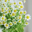 【生花】マトリカリア　シングルペグモ(白芯黄)2L6-70cm程度【OT】