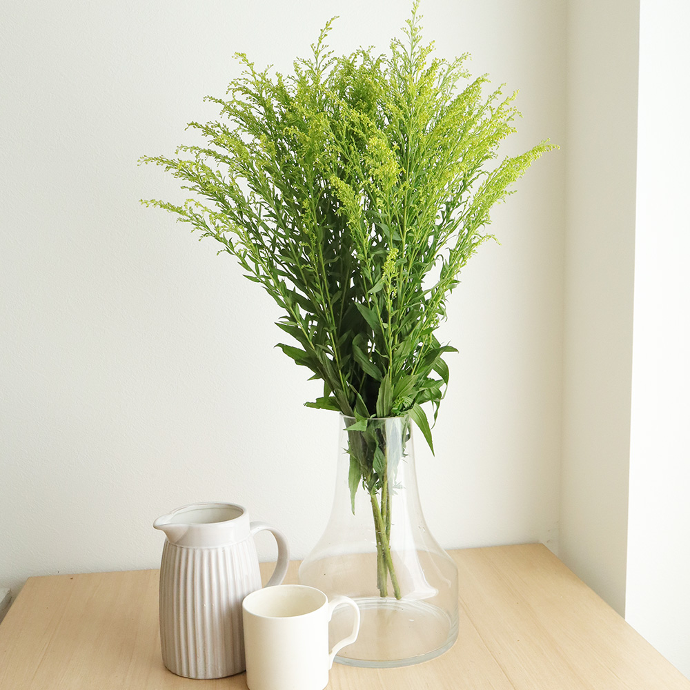 生花 ソリダコ 黄 通販 はなどんやアソシエ 生花 ソリダコ 黄 通販 はなどんやアソシエ