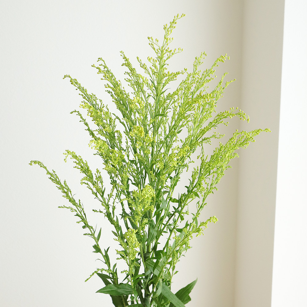 生花 ソリダコ 黄 通販 はなどんやアソシエ 生花 ソリダコ 黄 通販 はなどんやアソシエ