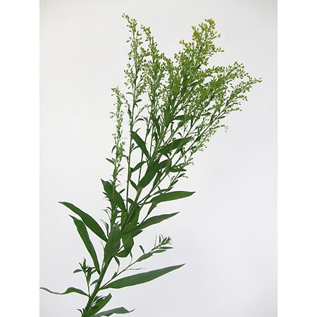 生花 ソリダコ 黄 通販 はなどんやアソシエ 生花 ソリダコ 黄 通販 はなどんやアソシエ