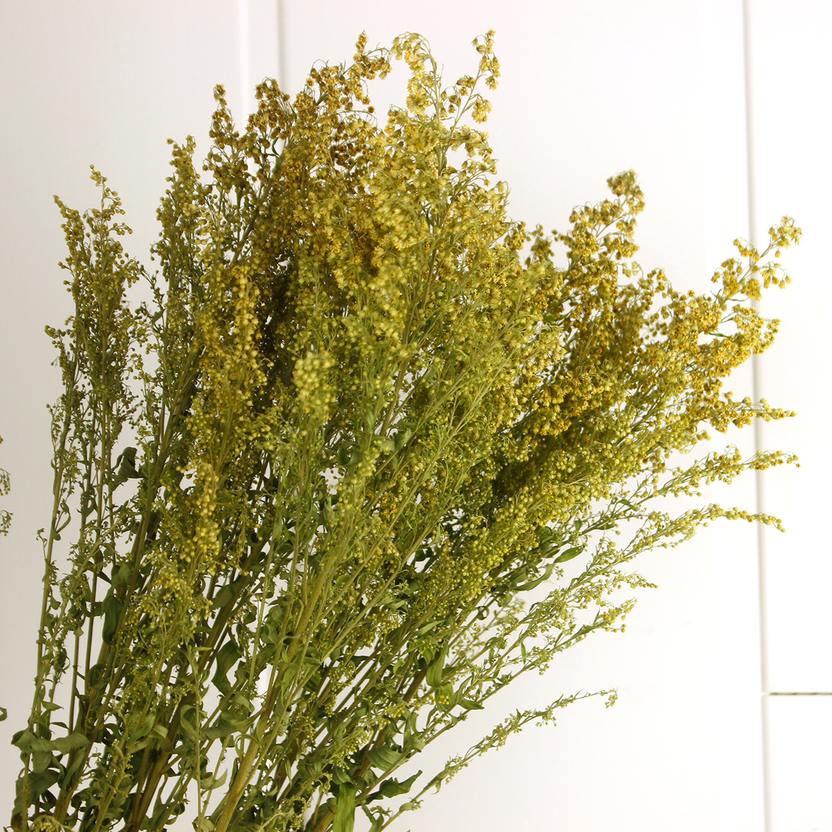 ベスト ソリダコ 花 ソリダコ 花 ベスト ソリダコ 花 ソリダコ 花