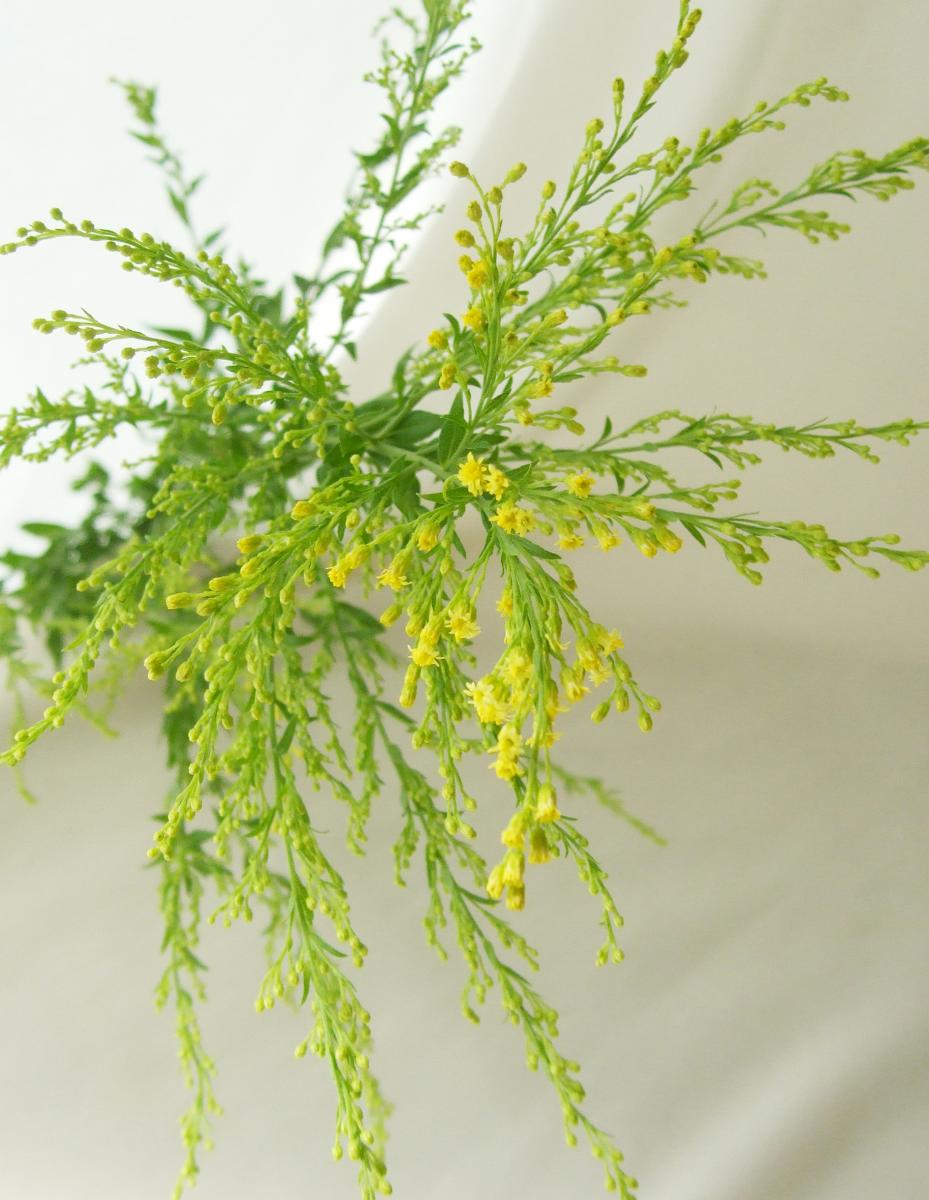 生花 ソリダスター 黄 通販 はなどんやアソシエ