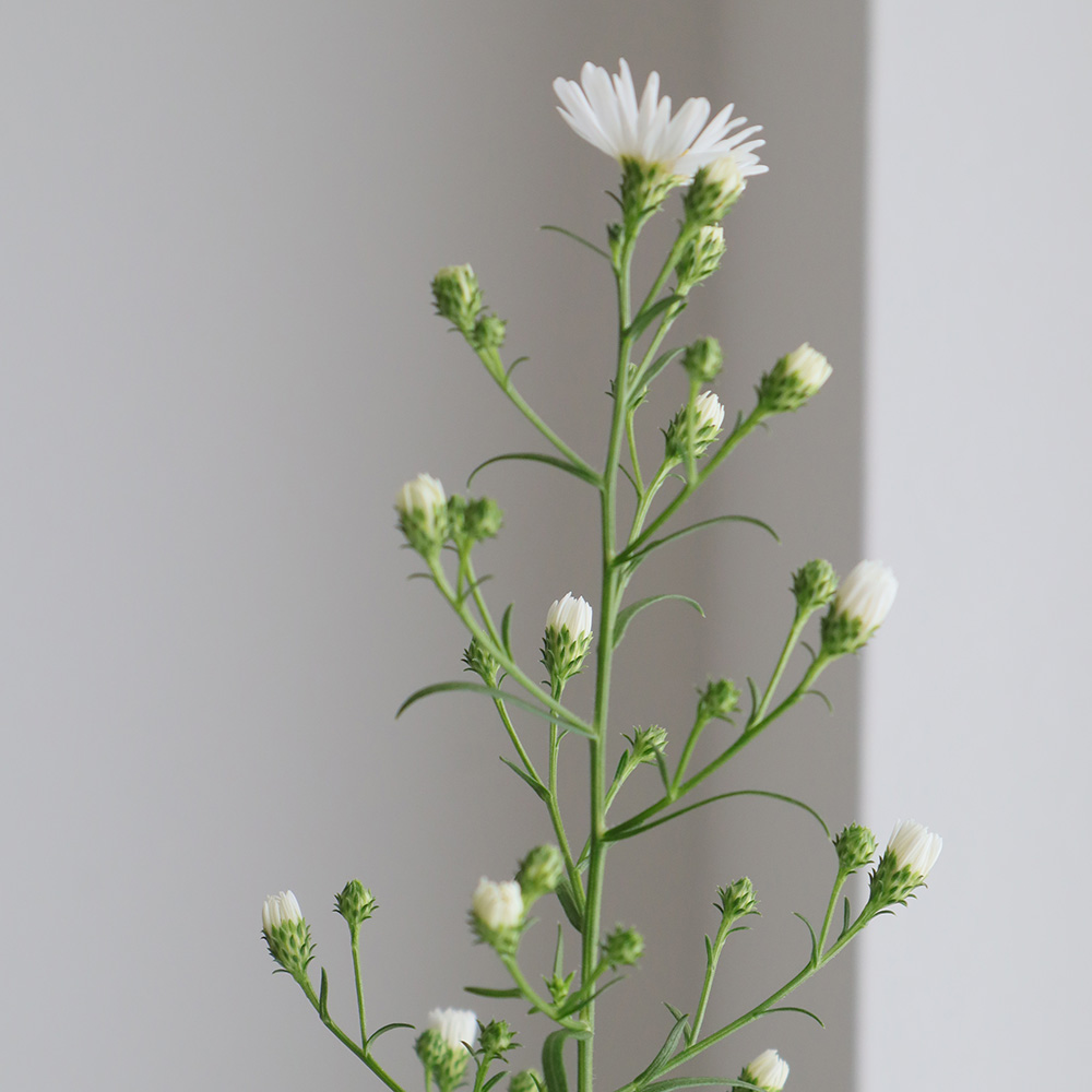 生花 クジャク草 白 通販 はなどんやアソシエ 生花 クジャク草 白 通販 はなどんやアソシエ