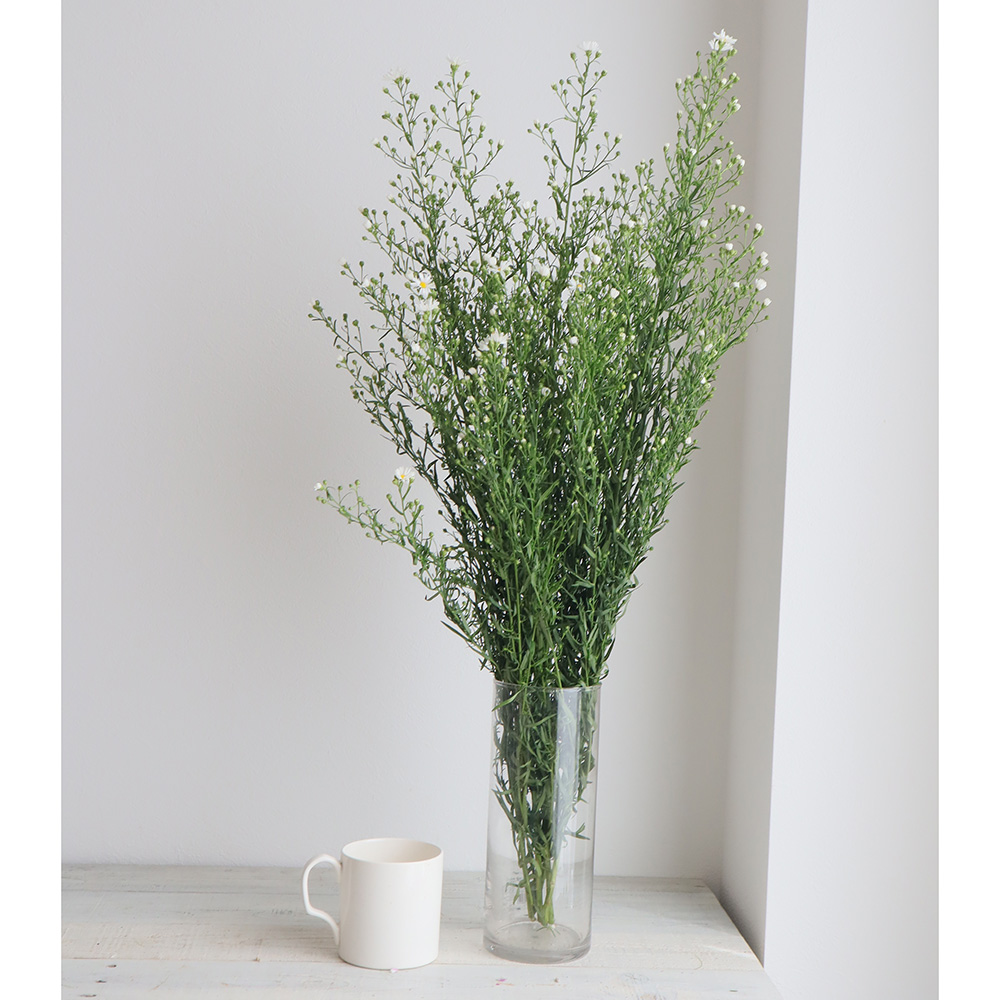 生花 クジャク草 白 通販 はなどんやアソシエ 生花 クジャク草 白 通販 はなどんやアソシエ