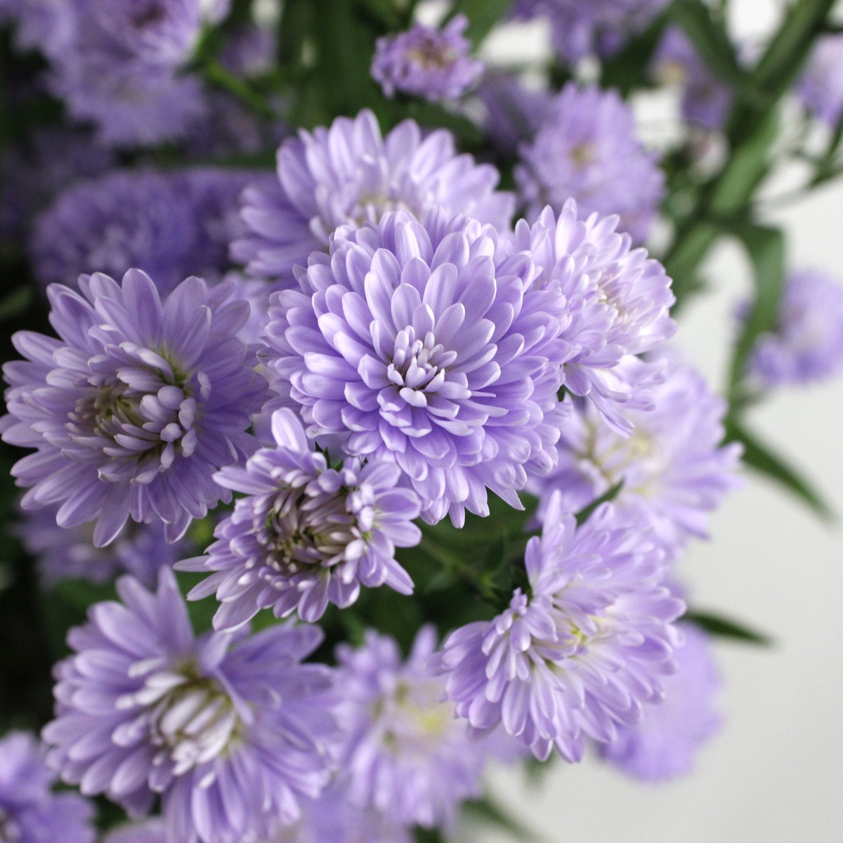 生花 クジャク草 紫 70cm程度 通販 はなどんやアソシエ 生花 クジャク草 紫 70cm程度 通販 はなどんやアソシエ
