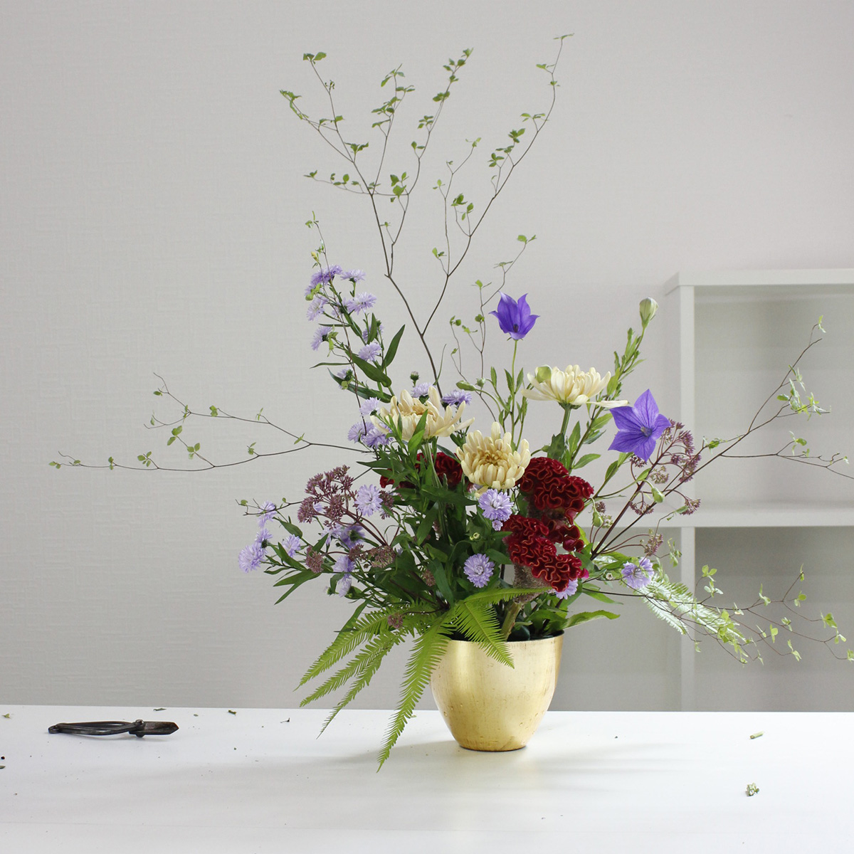 生花 クジャク草 紫 70cm程度 通販 はなどんやアソシエ 生花 クジャク草 紫 70cm程度 通販 はなどんやアソシエ