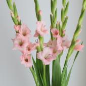 直前】グラジオラス(ピンク系)ケアレスなど【生花】 - 花材通販はなど