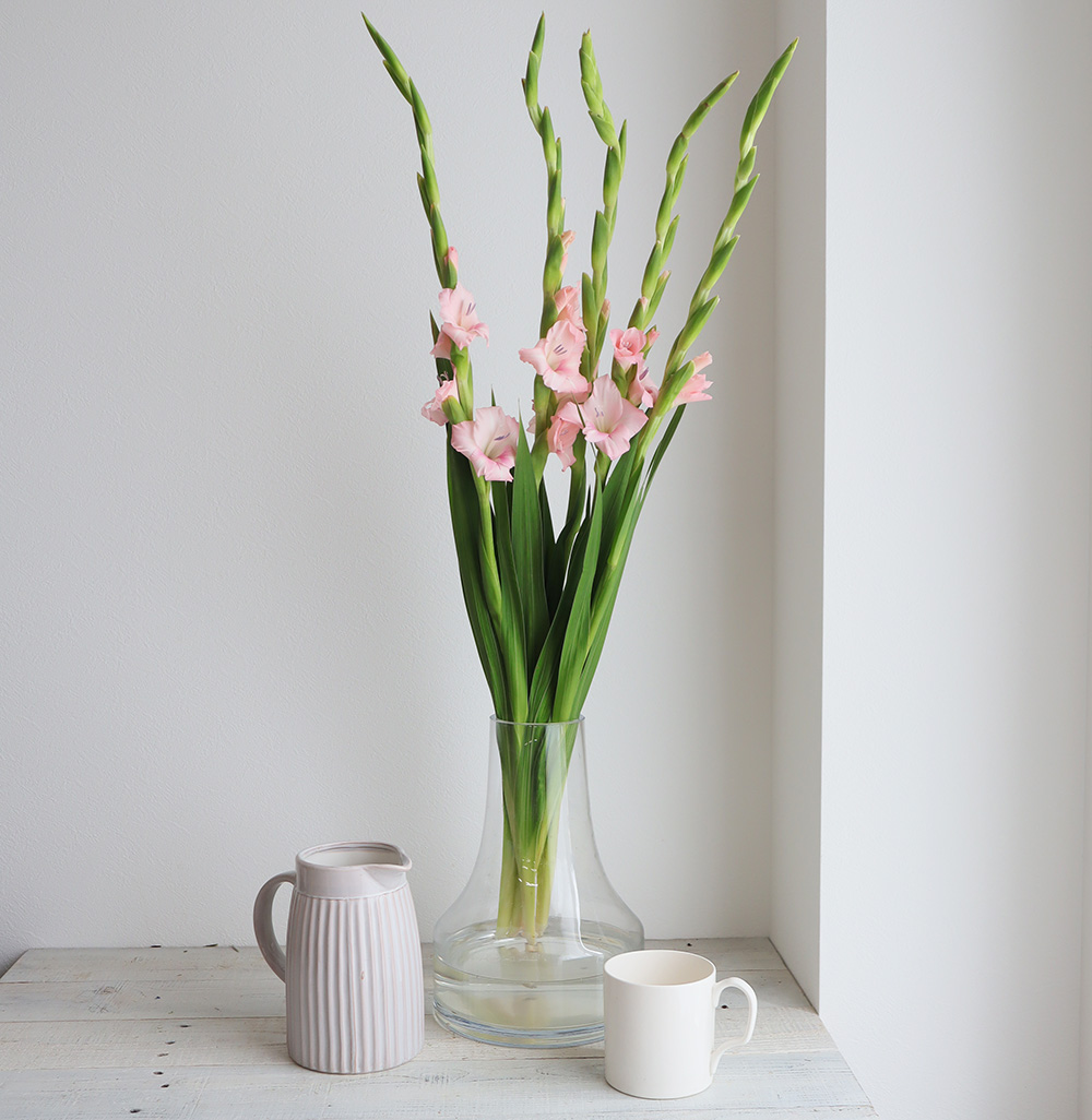 生花 グラジオラス ピンク 通販 はなどんやアソシエ 生花 グラジオラス ピンク 通販 はなどんやアソシエ