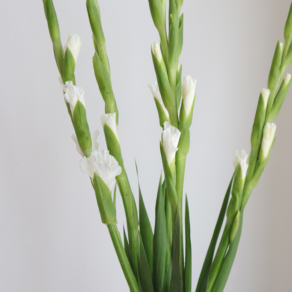 生花 グラジオラス 白 Or 5 通販 はなどんやアソシエ 生花 グラジオラス 白 Or 5 通販 はなどんやアソシエ