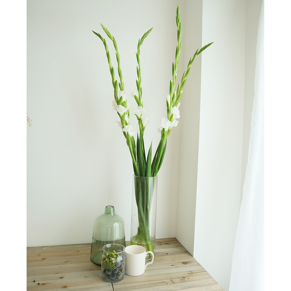 直前 グラジオラス 白 生花 通販 はなどんやアソシエ 直前 グラジオラス 白 生花 通販 はなどんやアソシエ