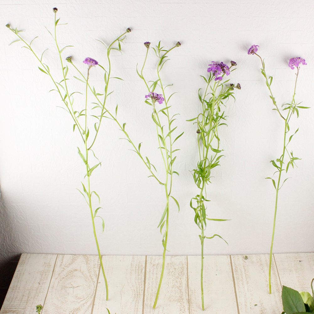 生花 イベリス キャンディタフト パープル 中里園芸 通販 はなどんやアソシエ 生花 イベリス キャンディタフト パープル 中里園芸 通販 はなどんやアソシエ