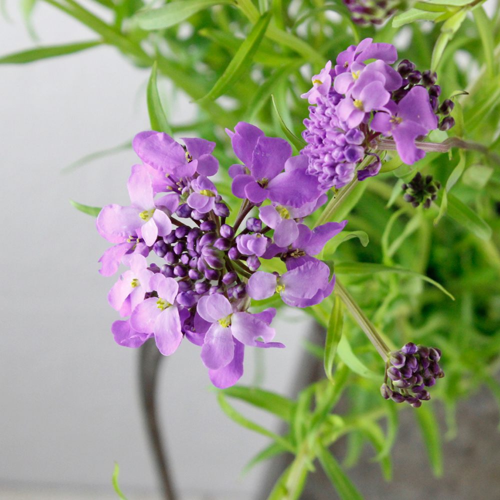 生花 イベリス キャンディタフト パープル 中里園芸 通販 はなどんやアソシエ 生花 イベリス キャンディタフト パープル 中里園芸 通販 はなどんやアソシエ