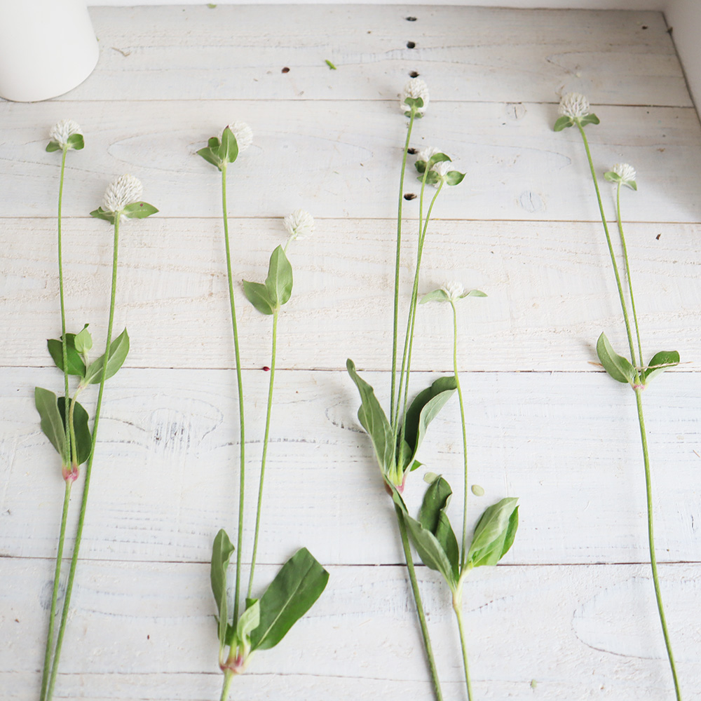 直前 千日紅 白 スプレー Lサイズ 生花 通販 はなどんやアソシエ 直前 千日紅 白 スプレー Lサイズ 生花 通販 はなどんやアソシエ