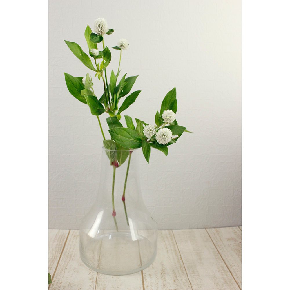 生花 千日紅 オードリーホワイト 白 スプレー 金井園芸 Ita 通販 はなどんやアソシエ 生花 千日紅 オードリーホワイト 白 スプレー 金井園芸 Ita 通販 はなどんやアソシエ