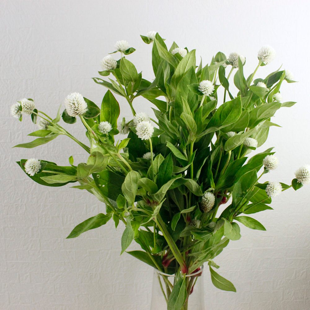 生花 千日紅 オードリーホワイト 白 スプレー 金井園芸 Ita22 通販 はなどんやアソシエ 生花 千日紅 オードリーホワイト 白 スプレー 金井園芸 Ita22 通販 はなどんやアソシエ