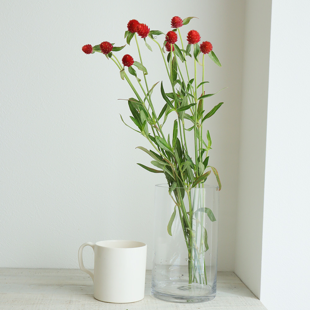 生花 千日紅 ストロベリーフィールド 赤 Ot 通販 はなどんやアソシエ 生花 千日紅 ストロベリーフィールド 赤 Ot 通販 はなどんやアソシエ